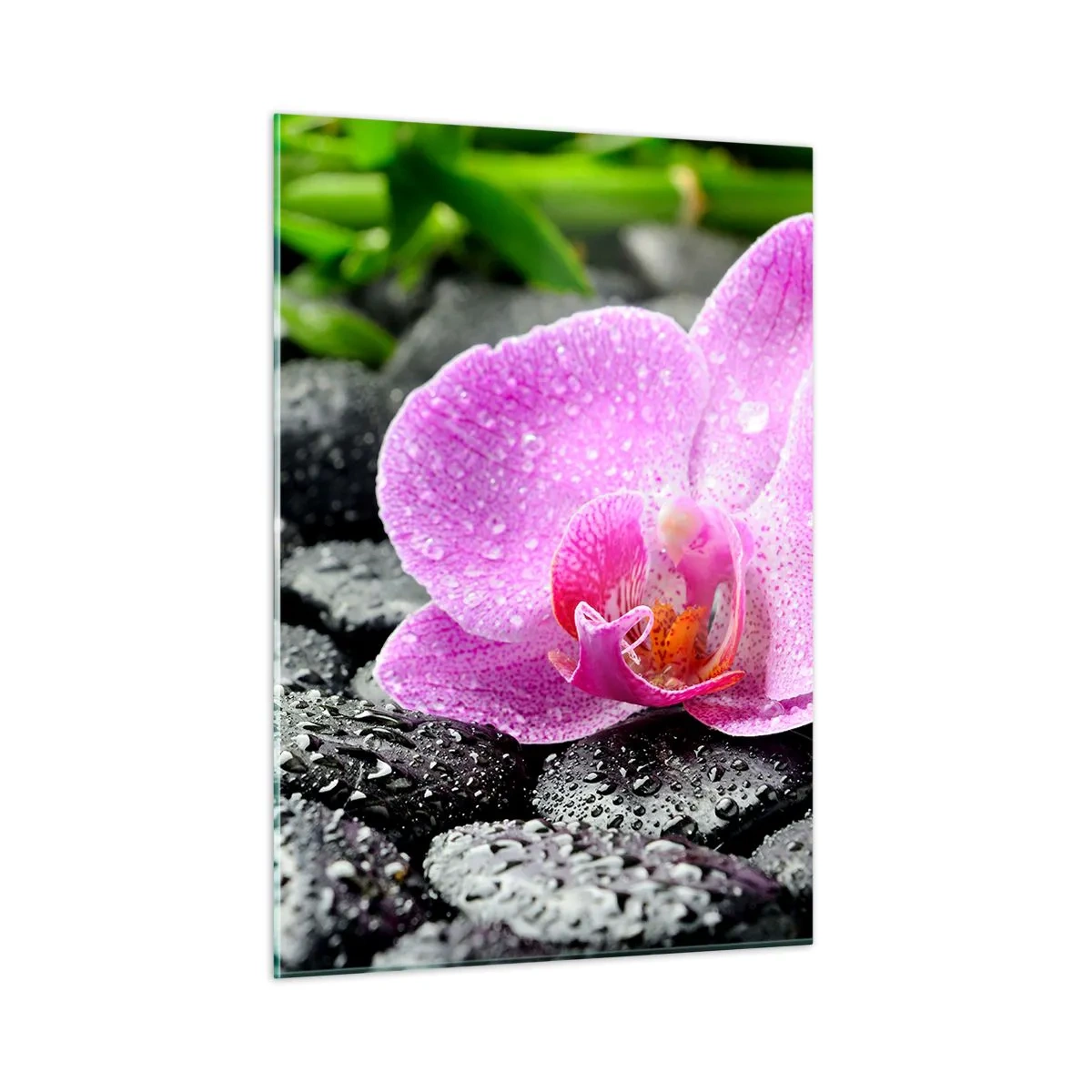 Obraz na szkle - Różowy kwiat orchidei na mokrych czarnych kamieniach - 50x70cm - Jak otwarte serce - Nowoczesna dekoracja ścienna do salonu, kuchni i sypialni ARTTOR