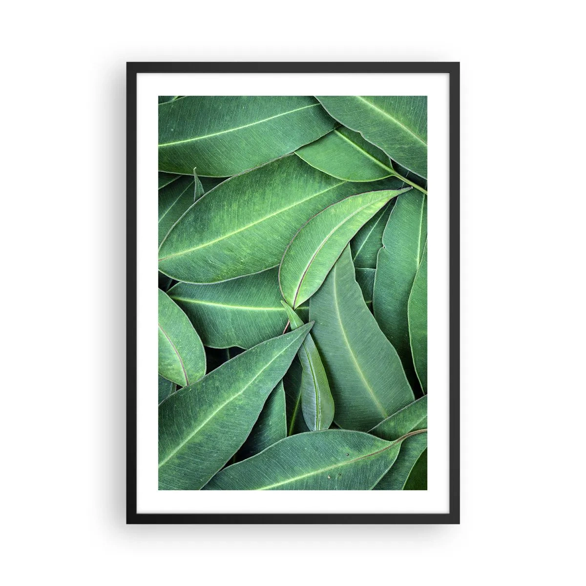 Plakat w czarnej ramie - Zielone liście ułożone w gęstą kompozycję - 50x70cm - Soczyste i świeże - Nowoczesna dekoracja ścienna do salonu i sypialni ARTTOR