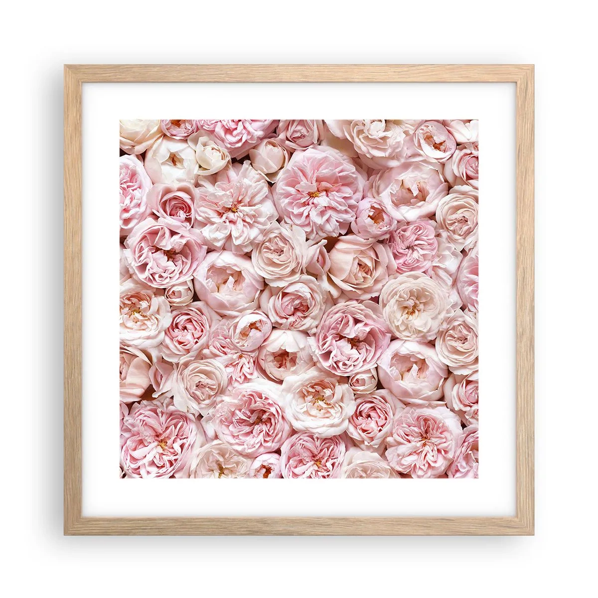 Plakat w ramie jasny dąb - Usłane różami - 40x40 cm