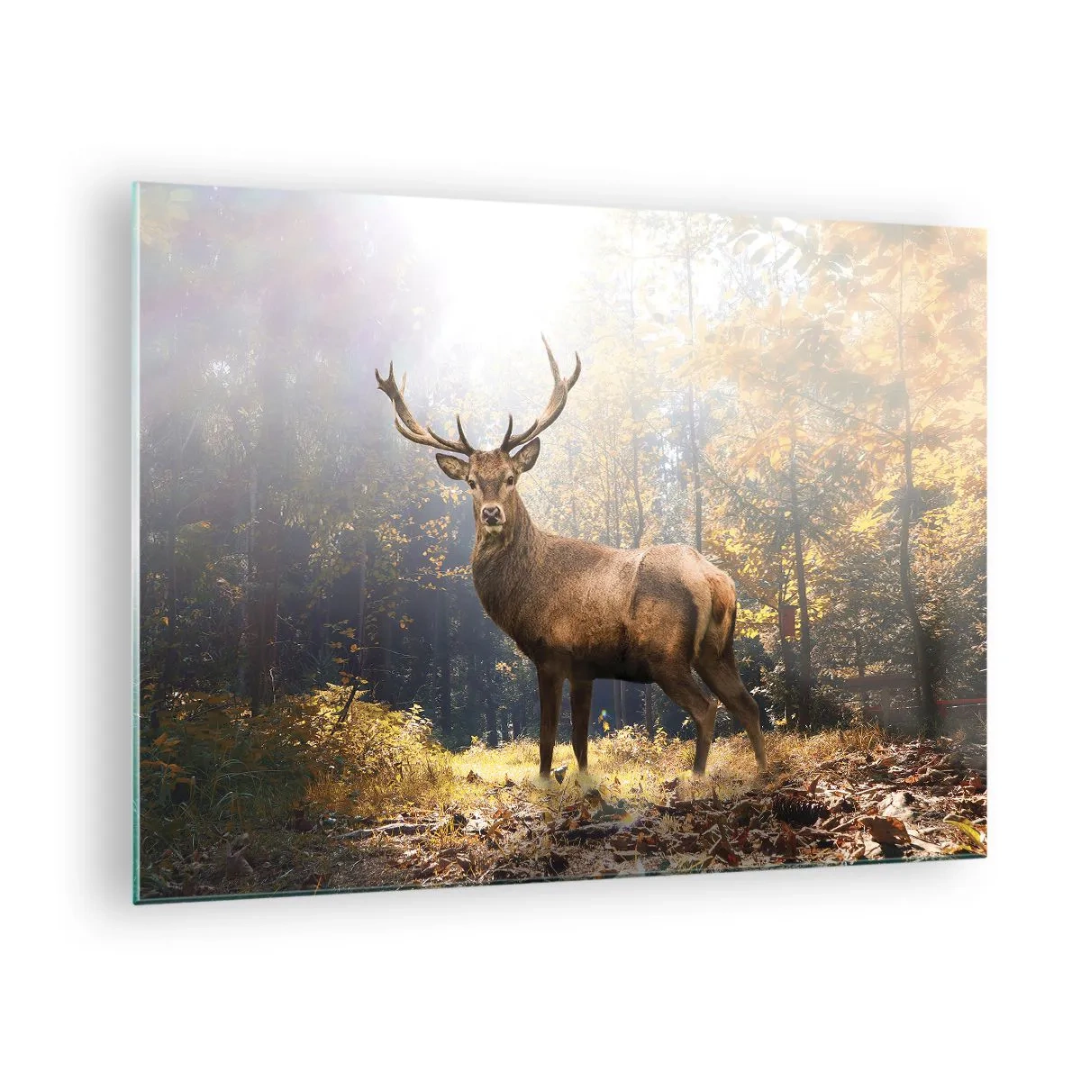 Obraz na szkle - Dostojny jeleń w jesiennym lesie oświetlonym słońcem - 70x50cm - W pełnym majestacie - Nowoczesna dekoracja ścienna do salonu i sypialni ARTTOR