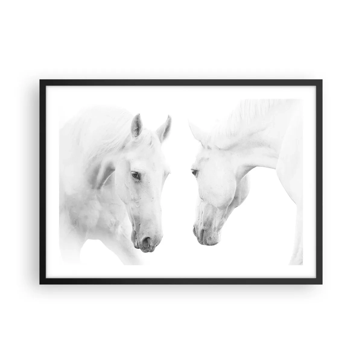 Plakat w czarnej ramie - Minimalistyczny portret dwóch białych koni - 70x50cm - Czy to jest przyjaźń…? - Nowoczesna dekoracja ścienna do salonu i sypialni ARTTOR
