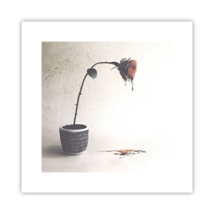 Plakat - Rosa dolorosa - 30x30 cm
