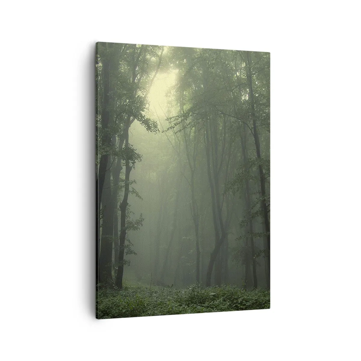 Obraz na płótnie - Mgliste leśne wnętrze w promieniach światła - 50x70cm - Zanim się obudzi - Nowoczesna dekoracja ścienna do salonu, kuchni i sypialni ARTTOR