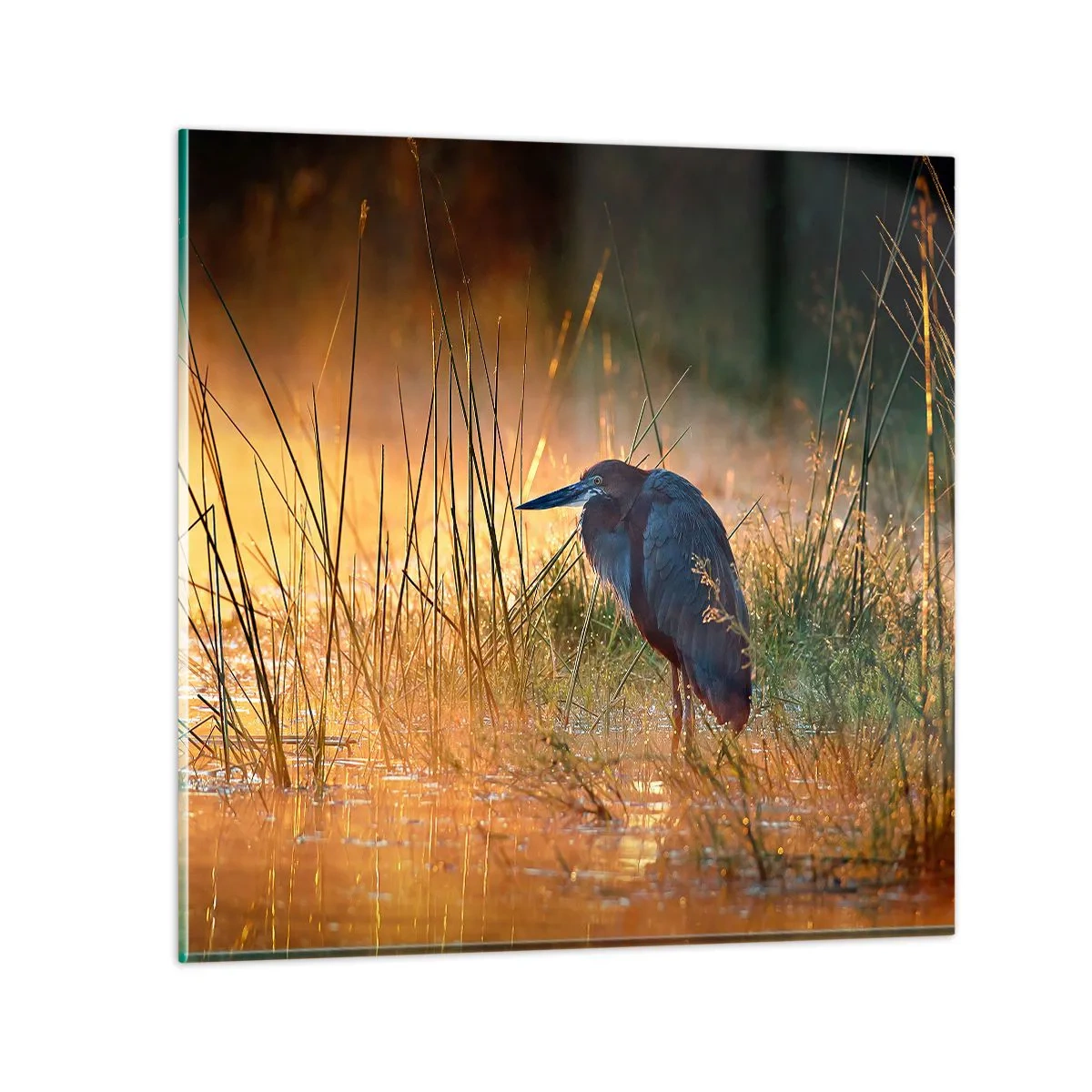 Obraz na szkle - No dajcie mi spokój z tymi zdjęciami - 50x50 cm