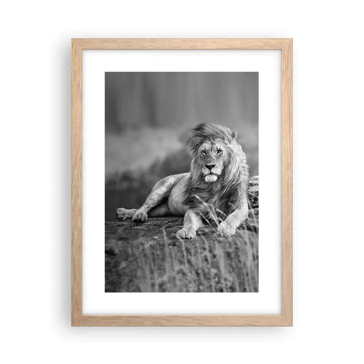 Plakat w ramie jasny dąb - Królewska sjesta - 30x40 cm