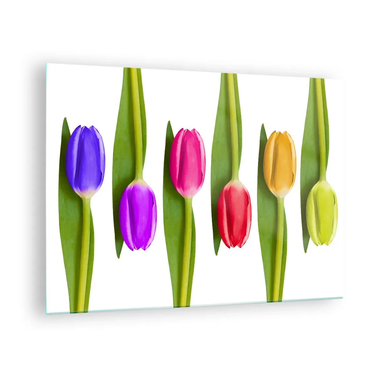 Obraz na szkle - Kolorowe tulipany ułożone na białym tle - 70x50cm - Tęczowa kompozycja - Nowoczesna dekoracja ścienna do salonu i sypialni ARTTOR