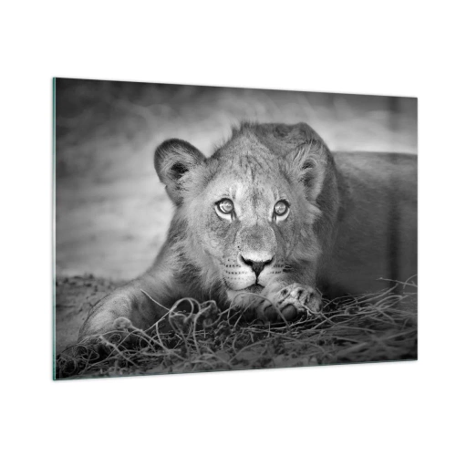 Obraz na szkle - Lwiątko w czerni i bieli wpatrzone w obiektyw - 100x70cm - Królewskie szczenię - Nowoczesna dekoracja ścienna do salonu, kuchni i sypialni ARTTOR