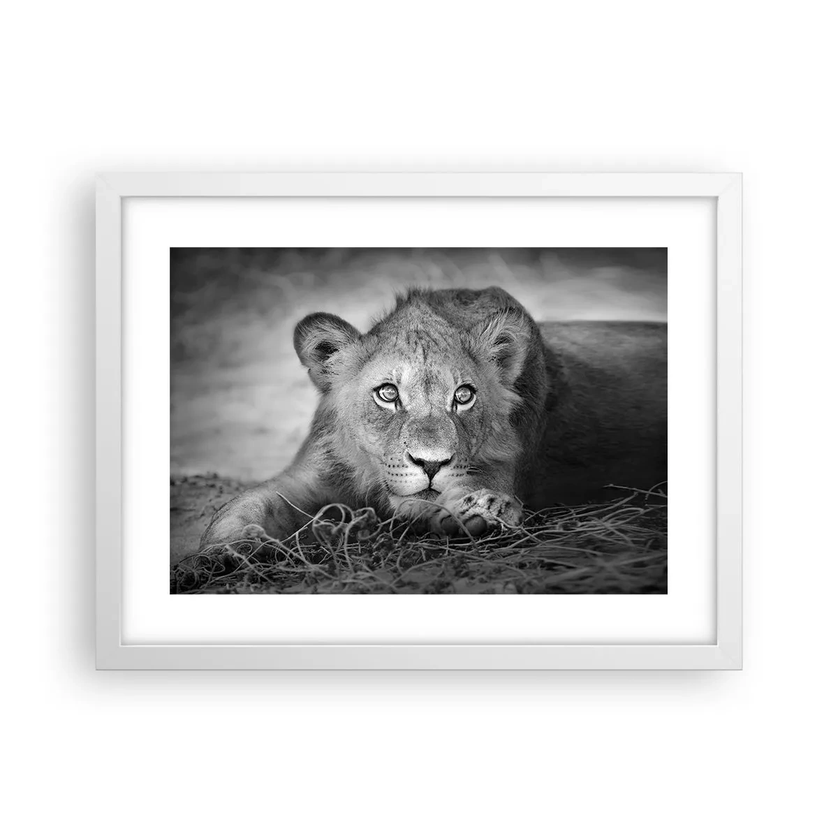 Plakat w białej ramie - Królewskie szczenię - 40x30 cm