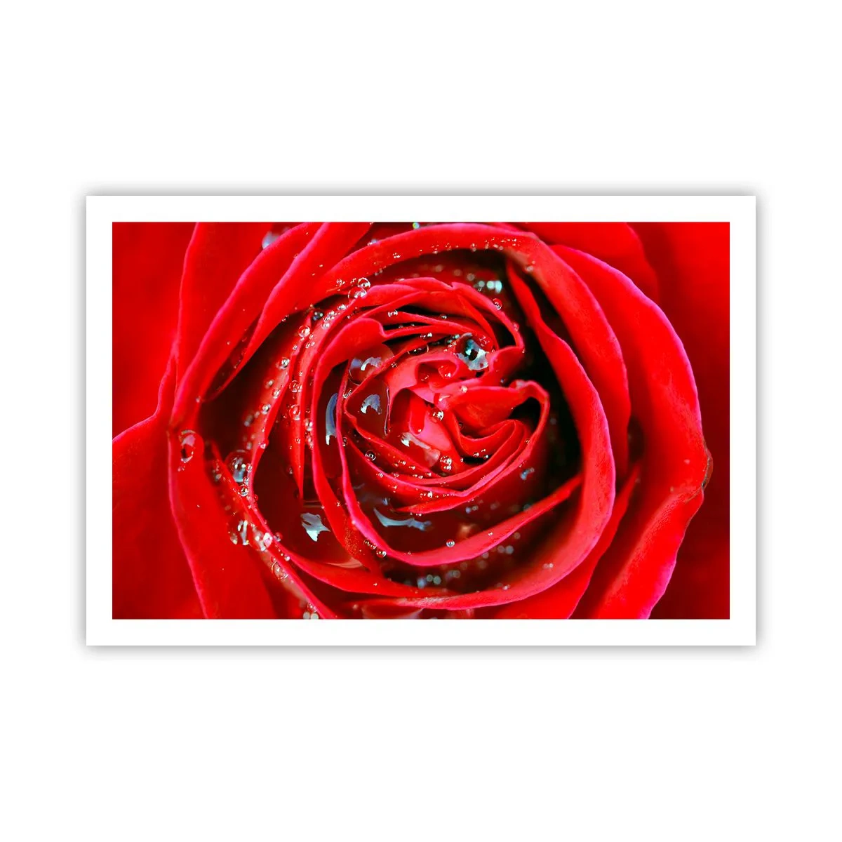 Plakat - W kroplach rosy - 91x61 cm