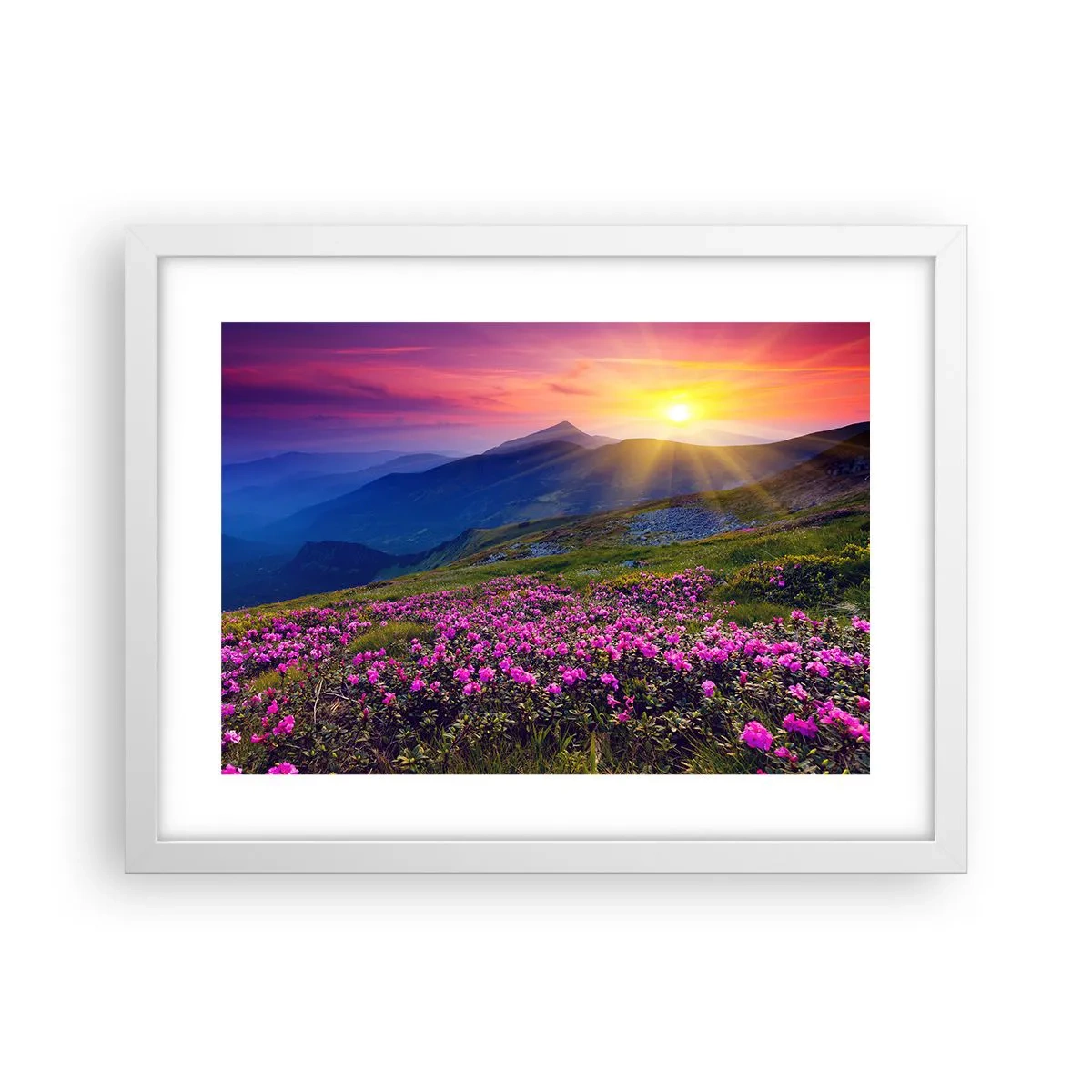 Plakat w białej ramie - … A dokoła pachnie kosodrzewina i wonieją zioła - 40x30 cm