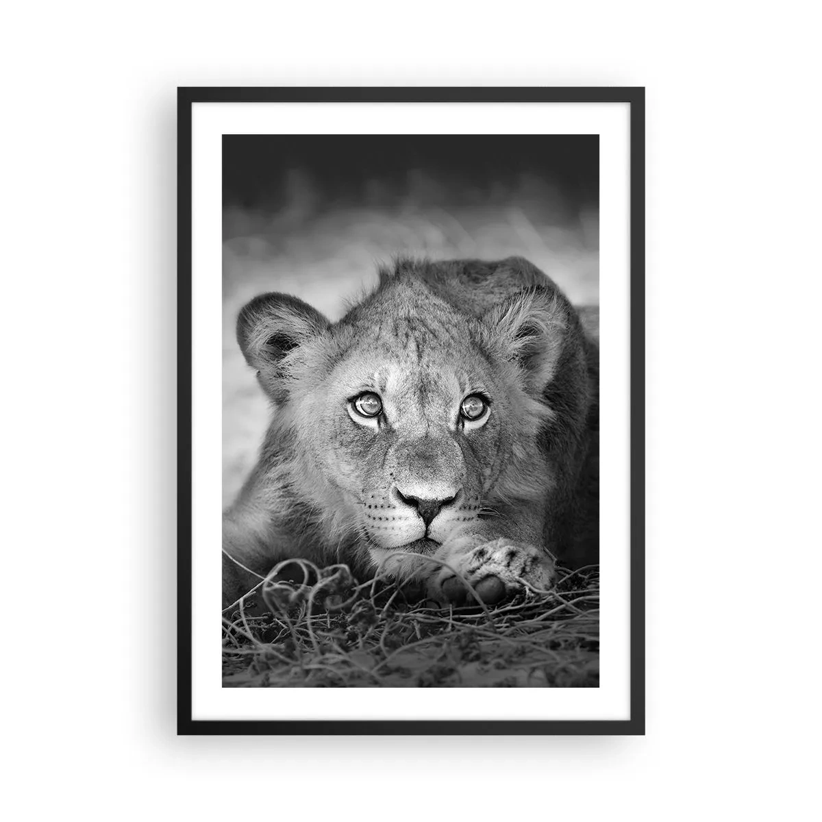 Plakat w czarnej ramie - Młody lew w monochromatycznej tonacji - 50x70cm - Królewskie szczenię - Nowoczesna dekoracja ścienna do salonu i sypialni ARTTOR
