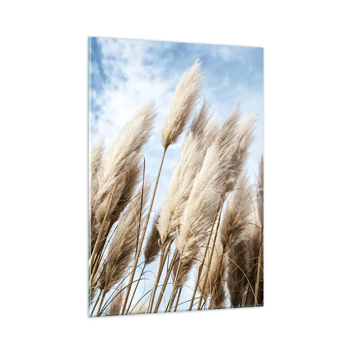 Obraz na szkle - Dekoracyjne trawy pampasowe na tle błękitnego nieba - 50x70cm - Słoneczna i wietrzna pieszczota - Nowoczesna dekoracja ścienna do salonu, kuchni i sypialni ARTTOR