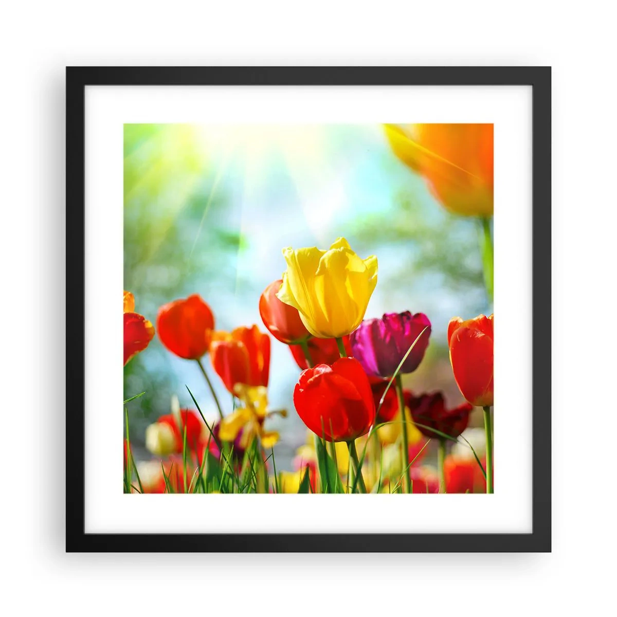 Plakat w czarnej ramie - Wszystkie barwy słońca - 40x40 cm