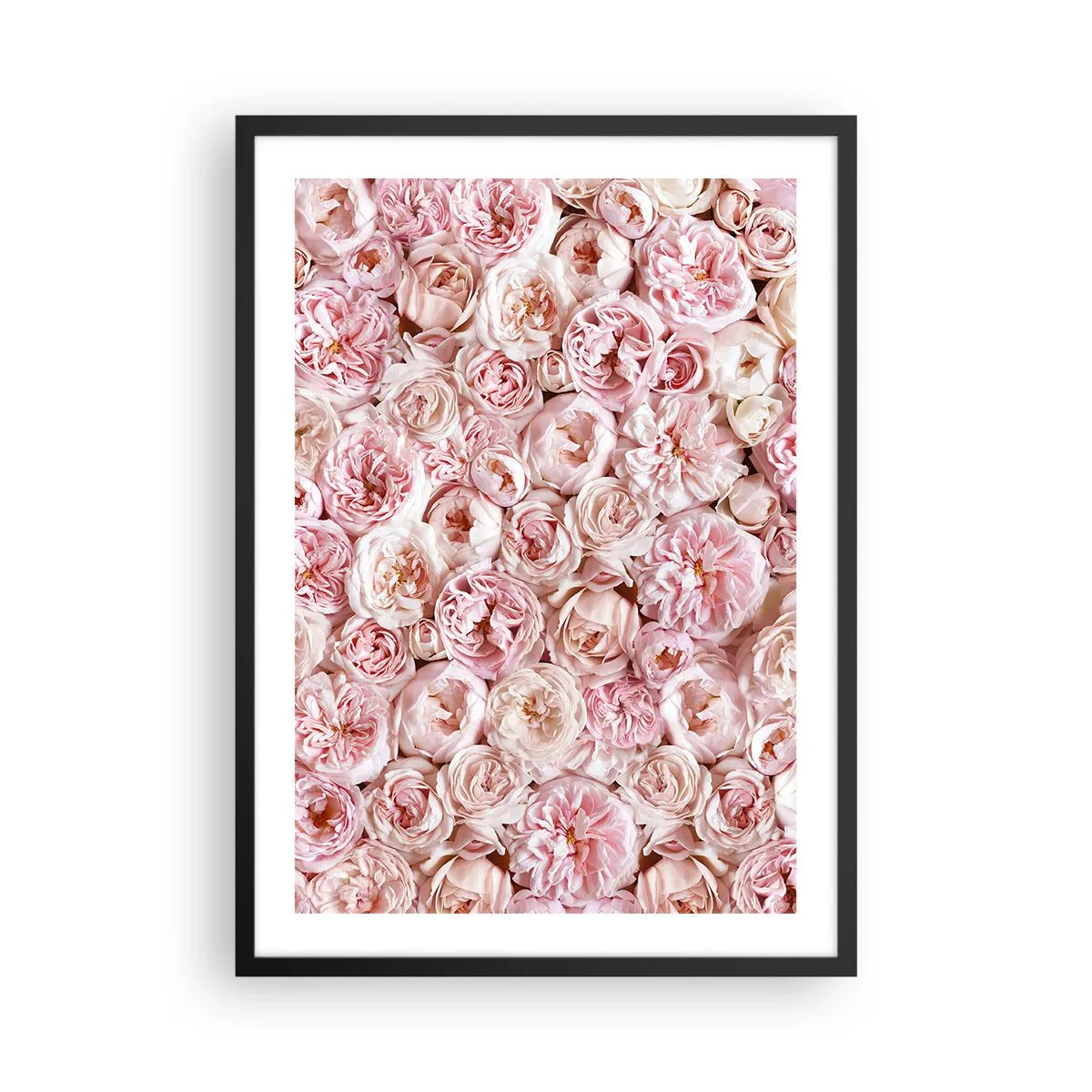 Plakat w czarnej ramie - Romantyczna kompozycja różowych kwiatów w zbliżeniu - 50x70cm - Usłane różami - Nowoczesna dekoracja ścienna do salonu i sypialni ARTTOR