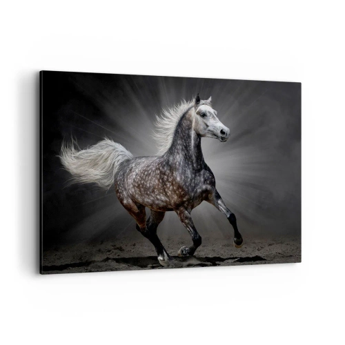 Obraz na płótnie - Biały koń w galopie na ciemnym tle - 100x70cm - Szare jest piękne - Nowoczesna dekoracja ścienna do salonu, kuchni i sypialni ARTTOR