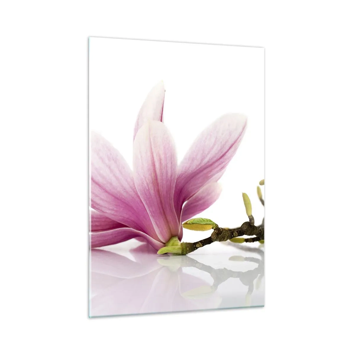 Obraz na szkle - Delikatne kwiaty magnolii na białym tle - 50x70cm - Delikatne jak powiew wiosny - Nowoczesna dekoracja ścienna do salonu, kuchni i sypialni ARTTOR