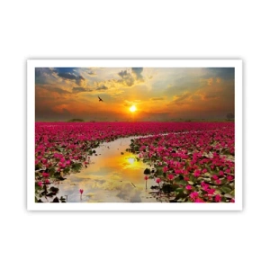Plakat - Pole różowych lilii wodnych o zachodzie słońca - 100x70cm - Tajemne życie jeziora - Nowoczesna dekoracja ścienna do salonu i sypialni ARTTOR