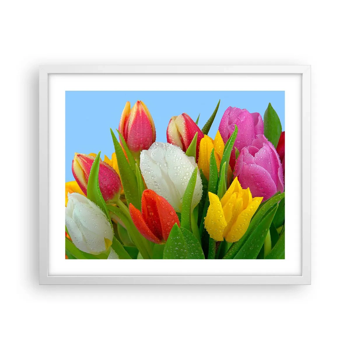 Plakat w białej ramie - Kwiatowa tęcza w kroplach rosy - 50x40 cm