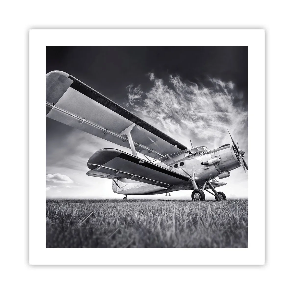 Plakat - Skrzydlaty wędrowiec - 50x50 cm