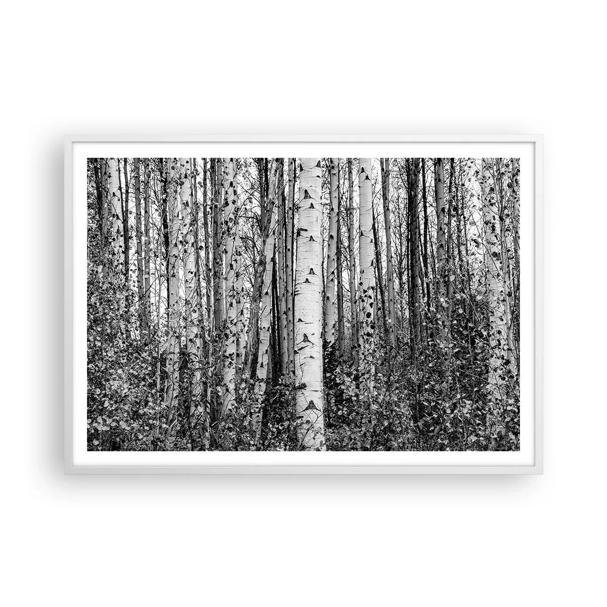 Plakat w białej ramie - Brzozowa kolumnada - 100x70 cm