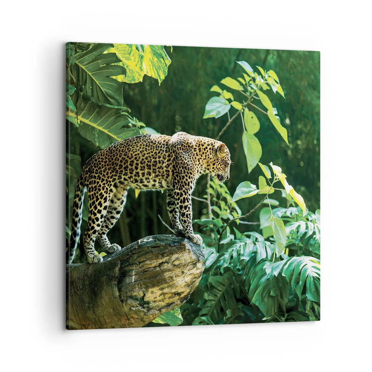 Obraz na płótnie - Na łowy? - 50x50 cm