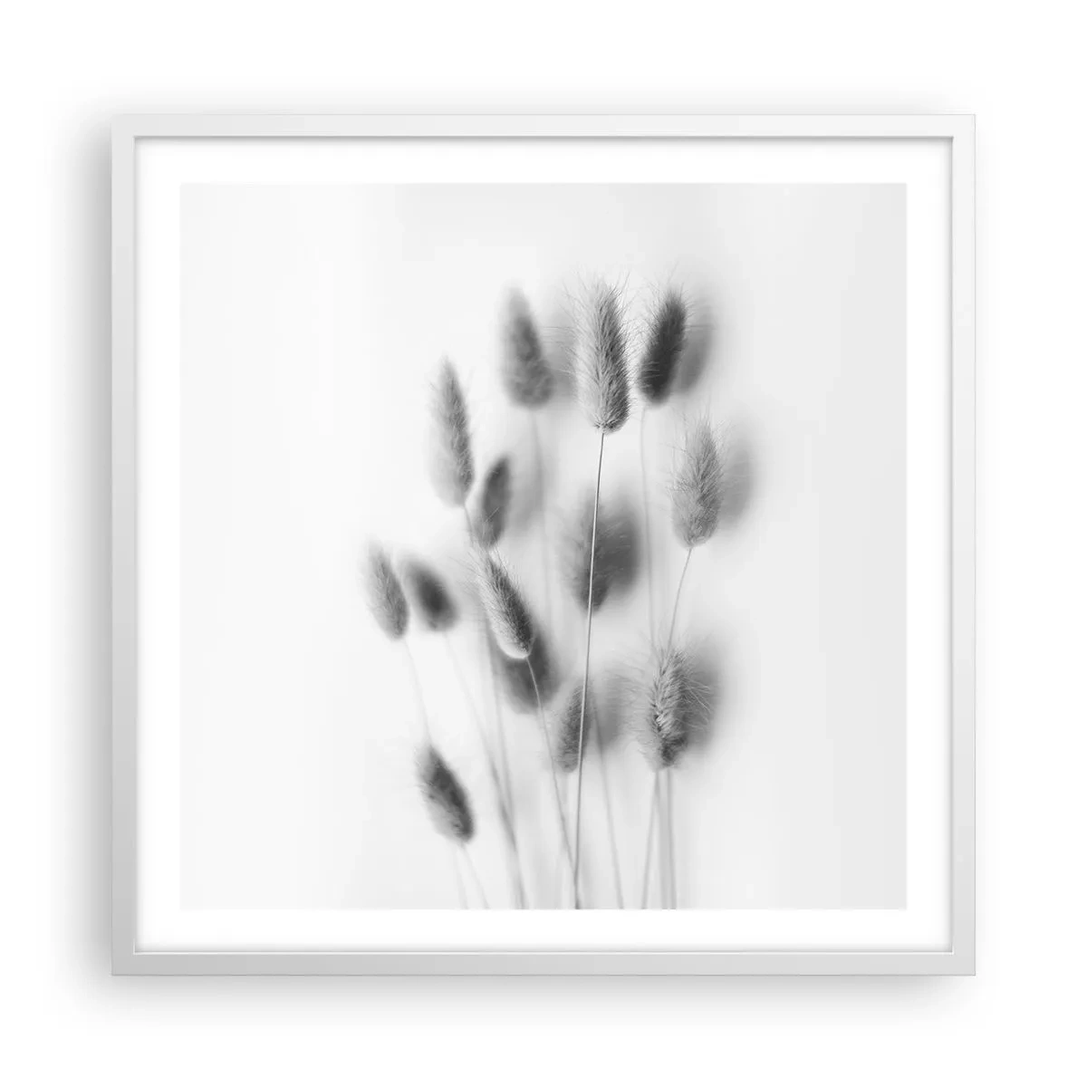 Plakat w białej ramie - Jej puszystość trawa - 60x60 cm