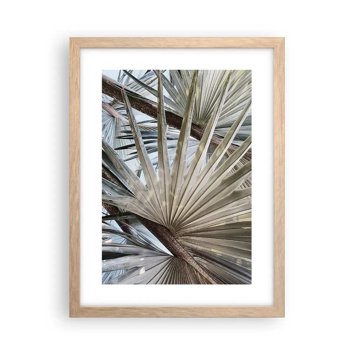 Plakat w ramie jasny dąb - Wachlarze w tropikach - 30x40 cm