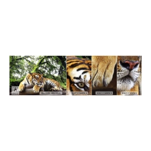Fototapeta Próbka Standard Eco - Z wyrazami szacunku - Tygrys, Zwierzęta, Drapieżnik - 100x30 cm