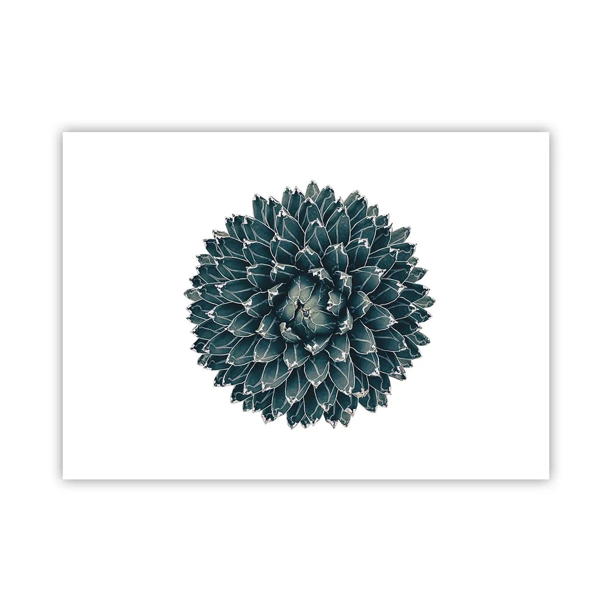Plakat - Gwiazda pustyni - 70x50 cm