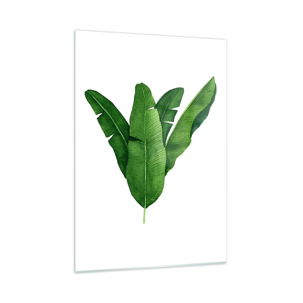Obraz na szkle - Cztery zielone liście bananowca na białym tle - 50x70cm - Zielona symetria - Nowoczesna dekoracja ścienna do salonu, kuchni i sypialni ARTTOR