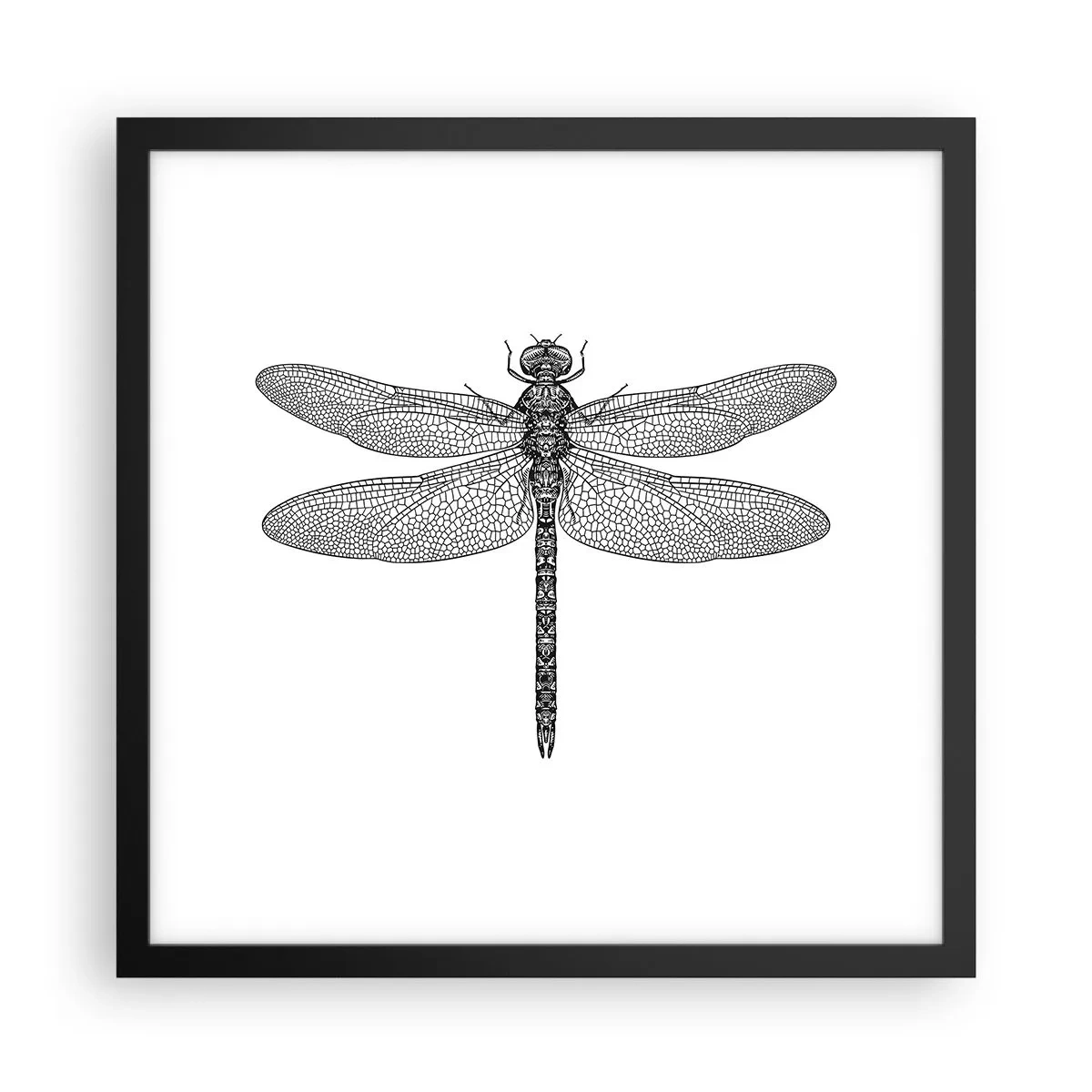 Plakat w czarnej ramie - Precyzja natury - 40x40 cm