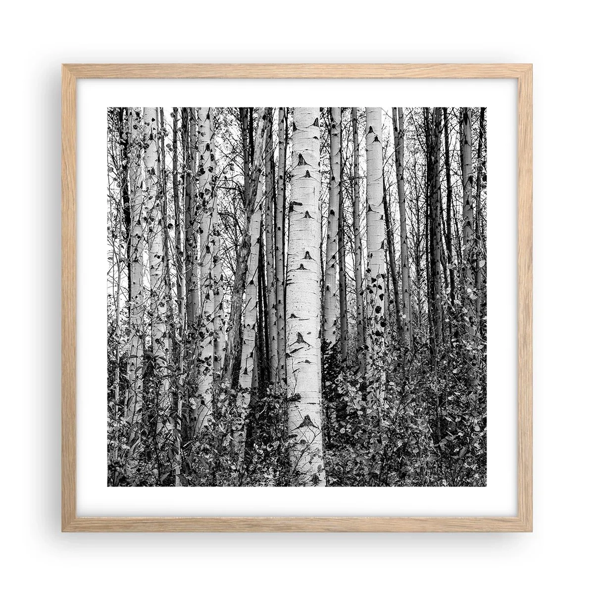 Plakat w ramie jasny dąb - Brzozowa kolumnada - 50x50 cm