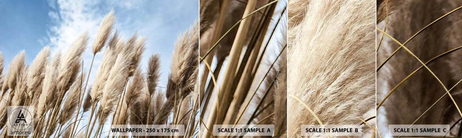 Fototapeta Próbka Standard Eco - Słoneczna i wietrzna pieszczota - Trawa Pampasowa, Natura, Boho - 100x30 cm