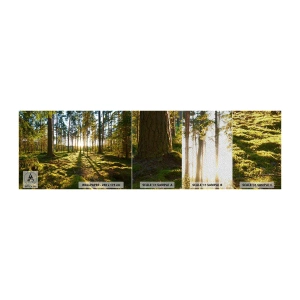 Fototapeta Próbka Premium Sand - …Za siedmioma lasami - Krajobraz, Las, Natura - 100x30 cm