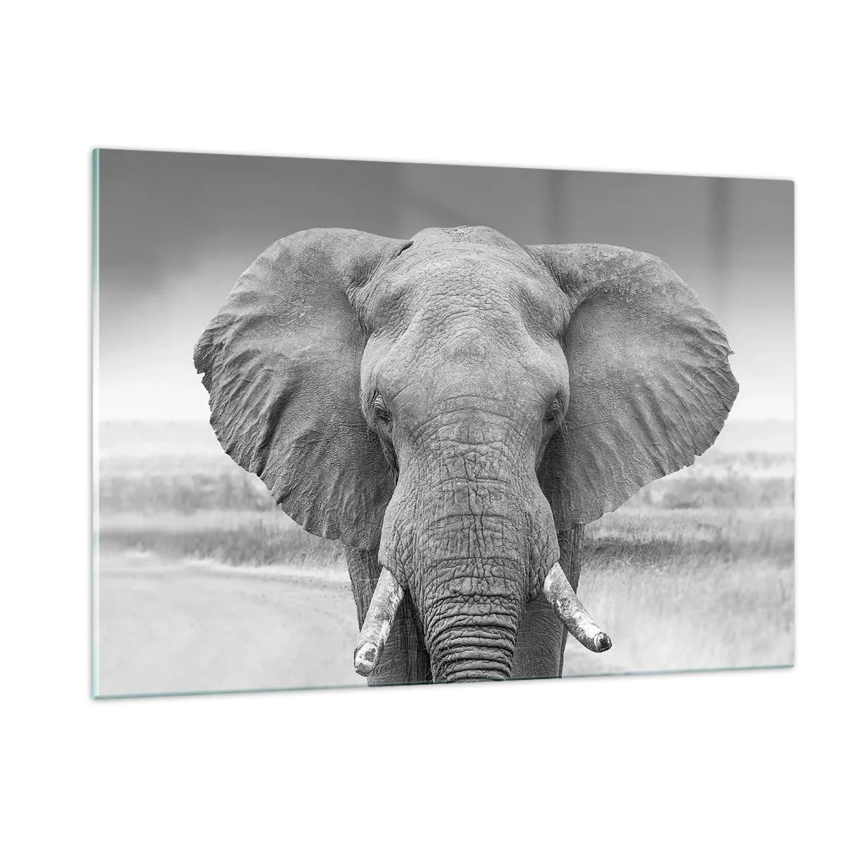 Obraz na szkle - Czarno-biały portret słonia na sawannie - 120x80cm - Witaj w moim świecie - Nowoczesna dekoracja ścienna do salonu, kuchni i sypialni ARTTOR