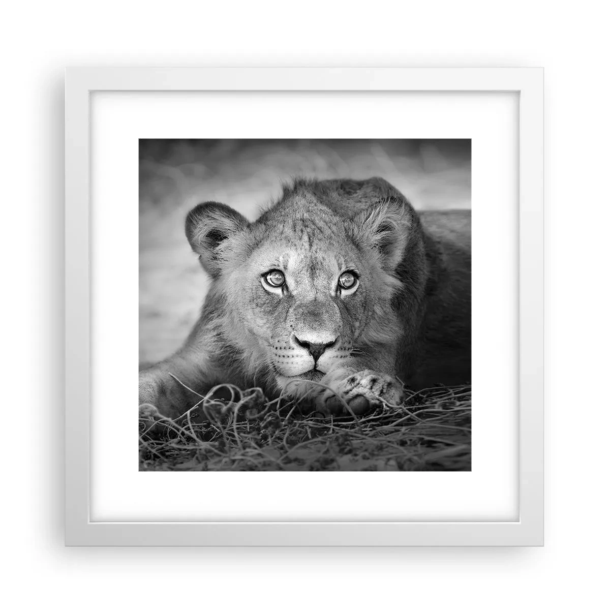 Plakat w białej ramie - Królewskie szczenię - 30x30 cm