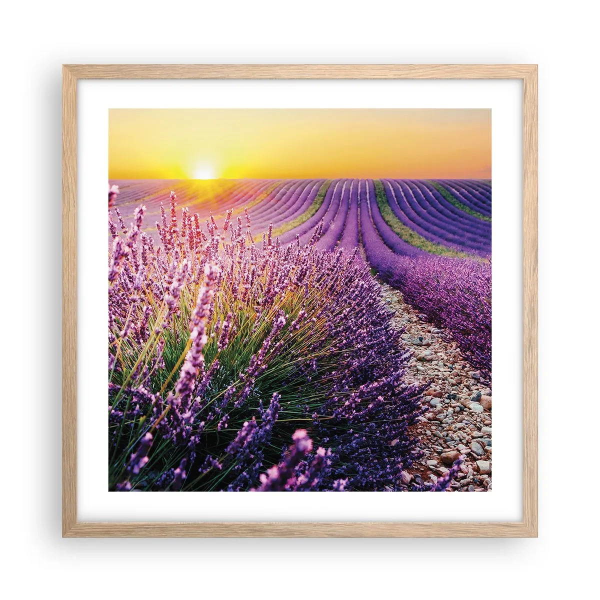 Plakat w ramie jasny dąb - Pachnący łan - 50x50 cm