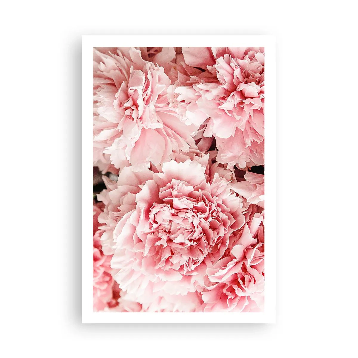 Plakat - Różowe marzenie - 61x91 cm