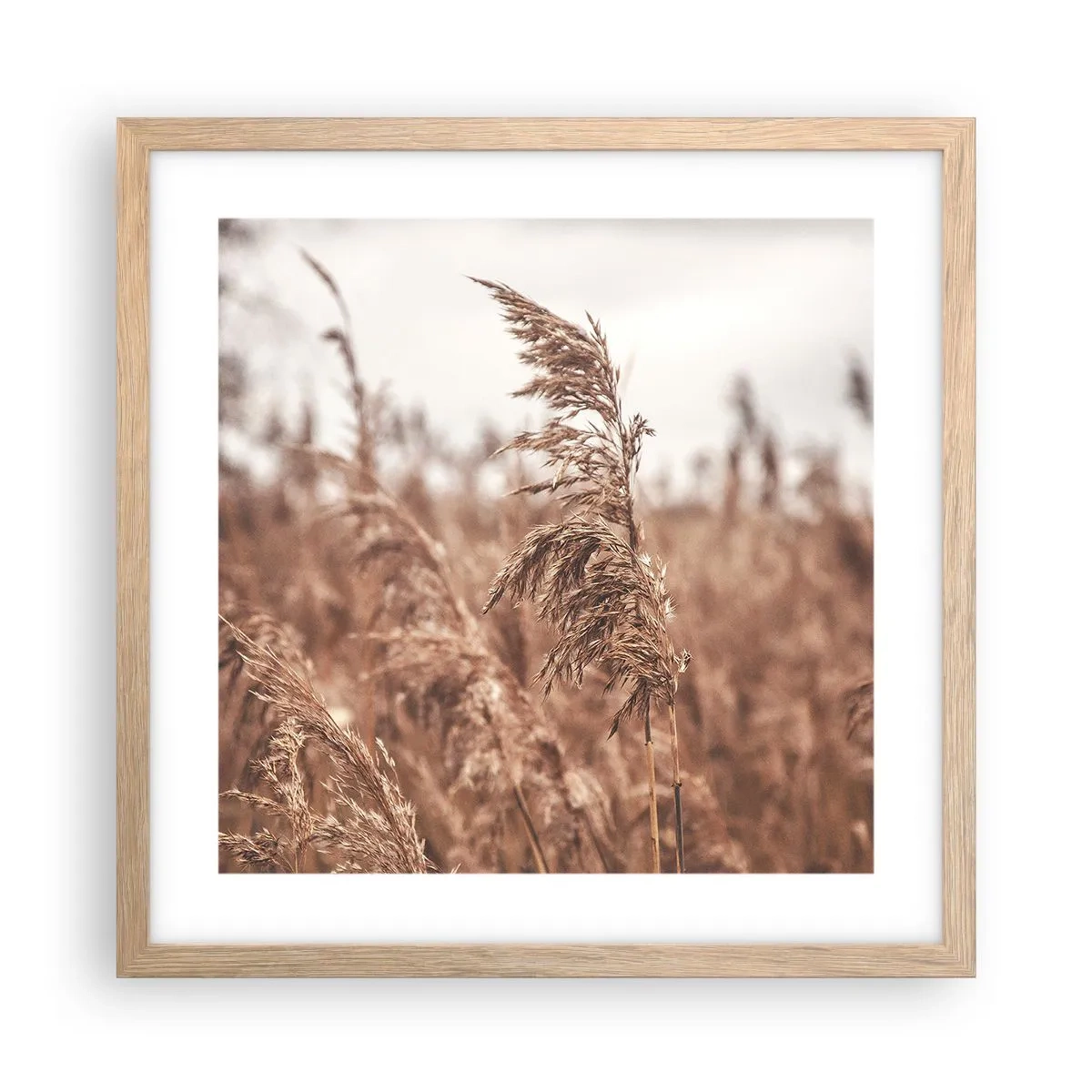 Plakat w ramie jasny dąb - Na polach już jesień - 40x40 cm