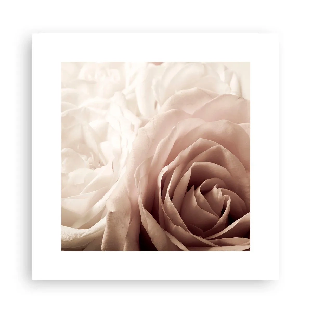 Plakat - W sercu róży - 30x30 cm