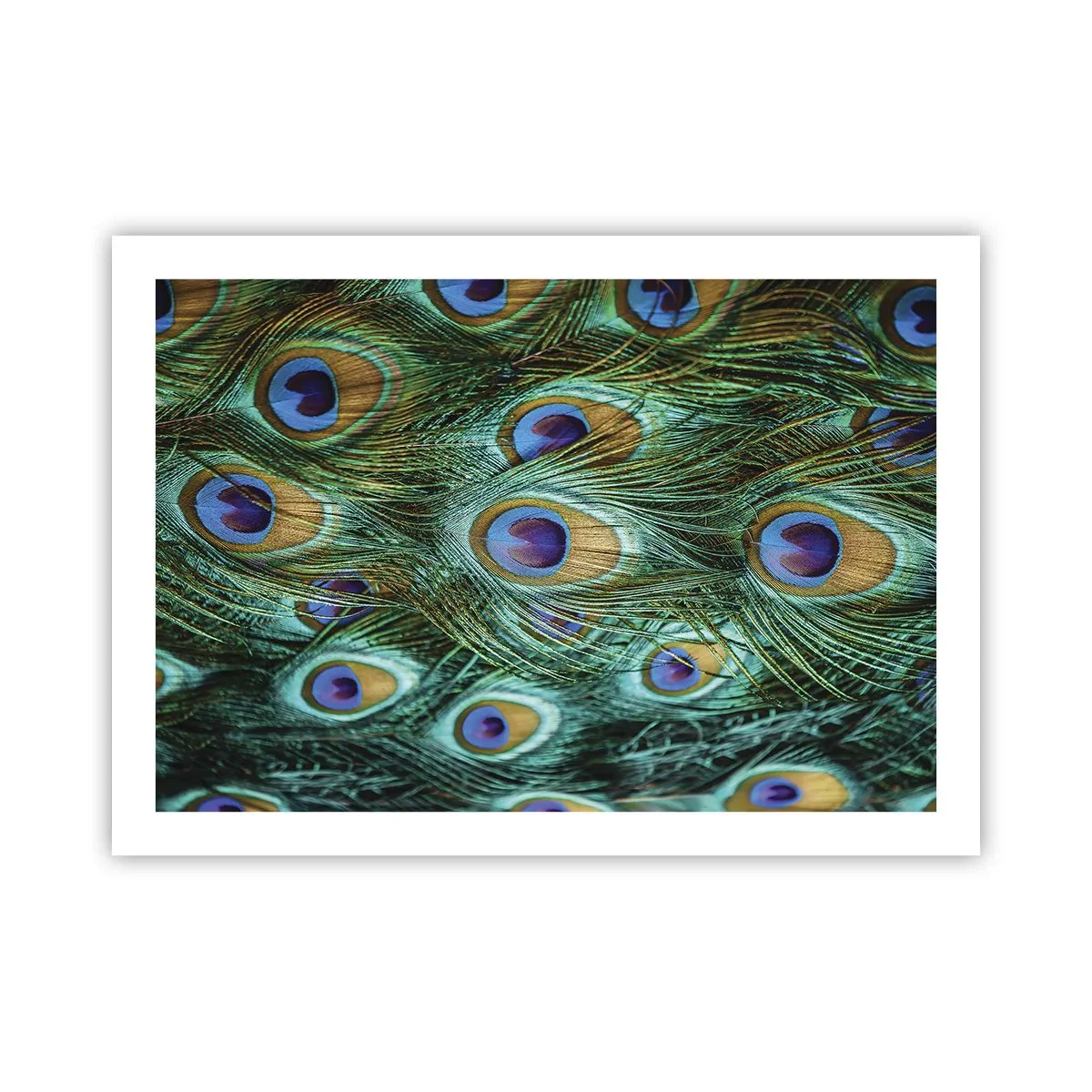 Plakat - Pawiookie spojrzenie - 70x50 cm