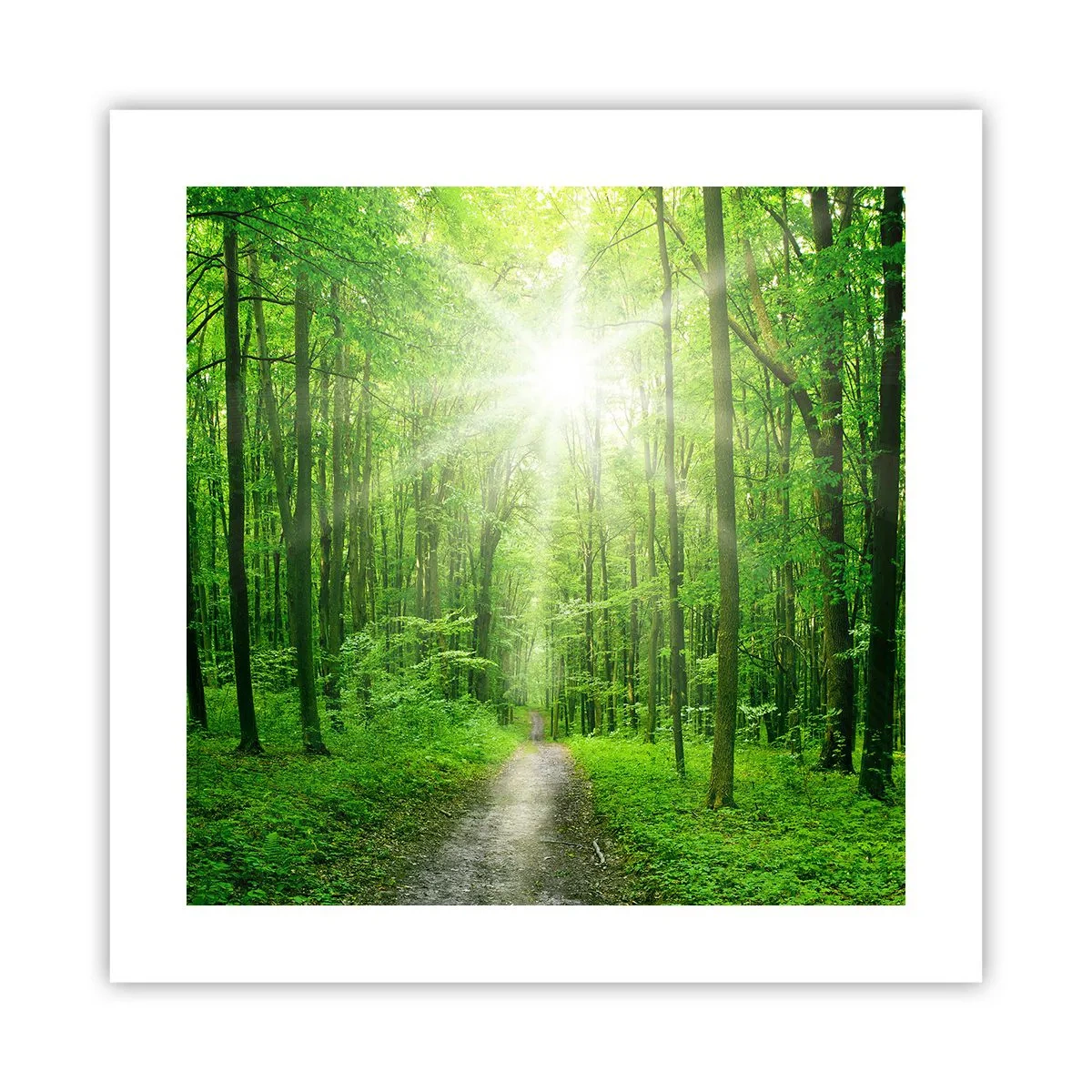 Plakat - Zielona katedra - 40x40 cm