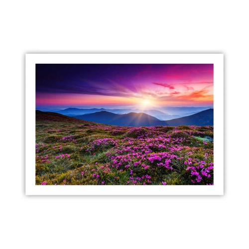 Plakat - Ziół zapachniały świeże pęki od niw - 70x50 cm