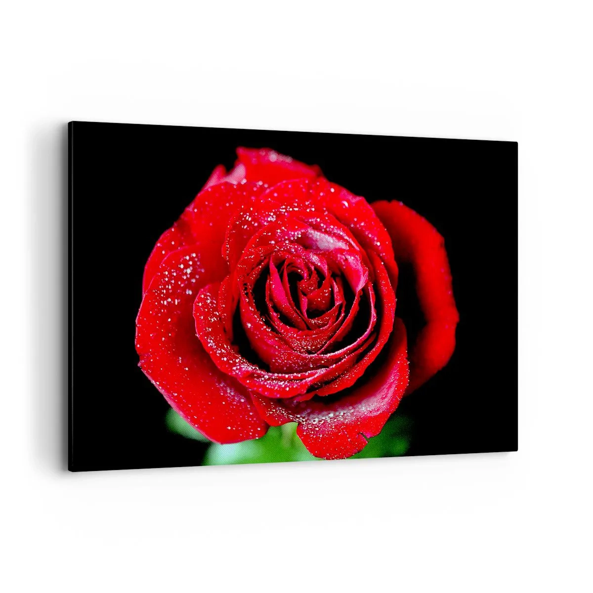 Obraz na płótnie - Czerwona róża pokryta kroplami rosy na czarnym tle. - 120x80cm - To właśnie miłość - Nowoczesna dekoracja ścienna do salonu, kuchni i sypialni ARTTOR