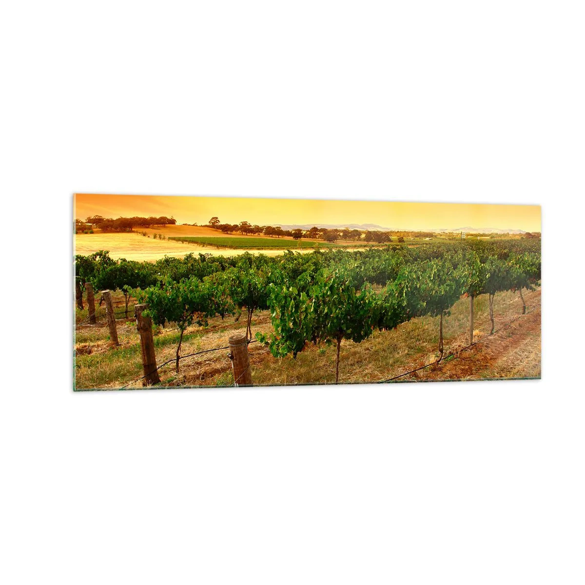 Obraz na szkle - Winorośle na plantacji przy złotym zachodzie słońca - 140x50cm - Napić się słońca - Nowoczesna dekoracja ścienna do salonu i sypialni ARTTOR