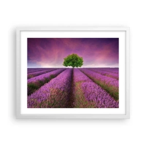 Plakat w białej ramie - Na lawendowych polach - 50x40 cm