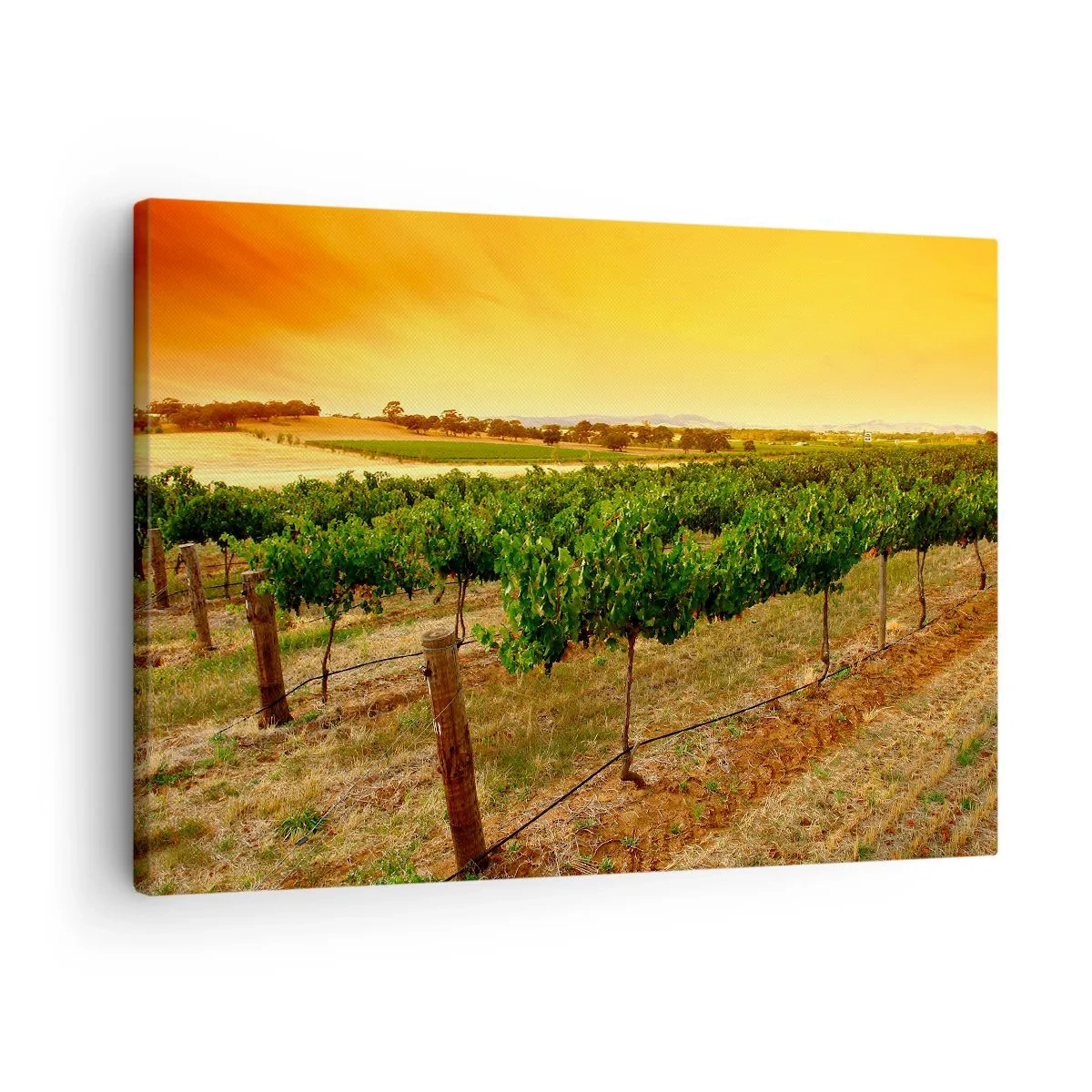 Obraz na płótnie - Winorośle na plantacji przy złotym zachodzie słońca - 70x50cm - Napić się słońca - Nowoczesna dekoracja ścienna do salonu i sypialni ARTTOR