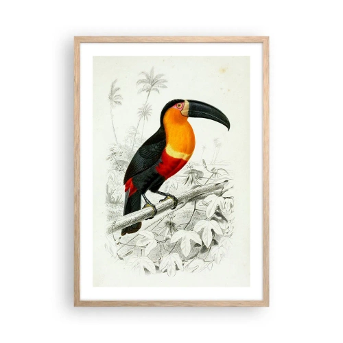 Plakat w ramie jasny dąb - Ptasie barwy - 50x70 cm