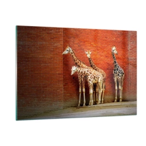 Obraz na szkle - Żyrafy na tle ceglanej ściany - 120x80cm - Widzicie jakąś akację? - Nowoczesna dekoracja ścienna do salonu, kuchni i sypialni ARTTOR