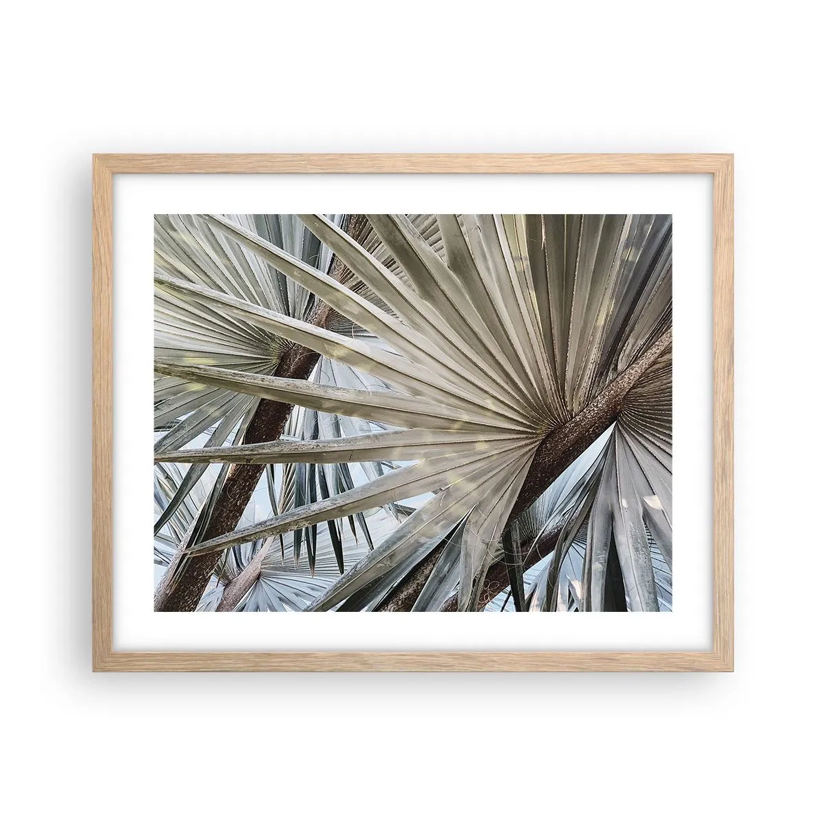 Plakat w ramie jasny dąb - Wachlarze w tropikach - 50x40 cm